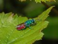 Chrysis inaequalis